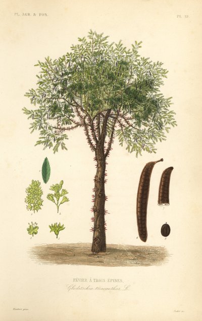 Acacia de tres espinas, Gleditsia triacanthos de Unbekannt