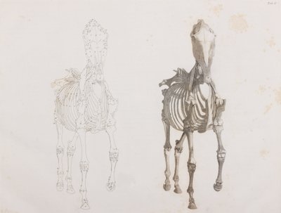Esqueleto de caballo, vista frontal de Unbekannt
