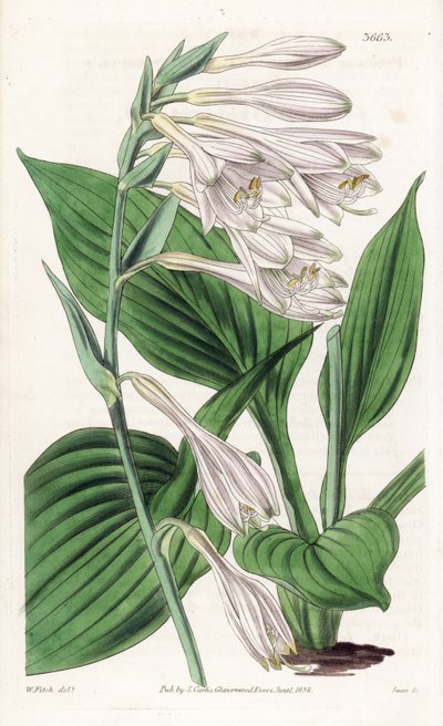 Hosta de Japón - Hosta sieboldii (Dr. Siebold