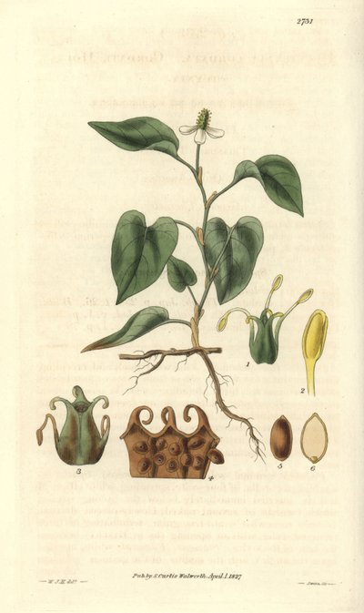 Houttuynia tiene flores blancas, con detalles de frutos, pistilo y etaminas. Variedad originaria de Asia. Ilustración de Wiliam Jackson Hooker (1785-1865), botánico y escritor británico, profesor de la Universidad de Glasgow (Escocia) y editor de Curtis