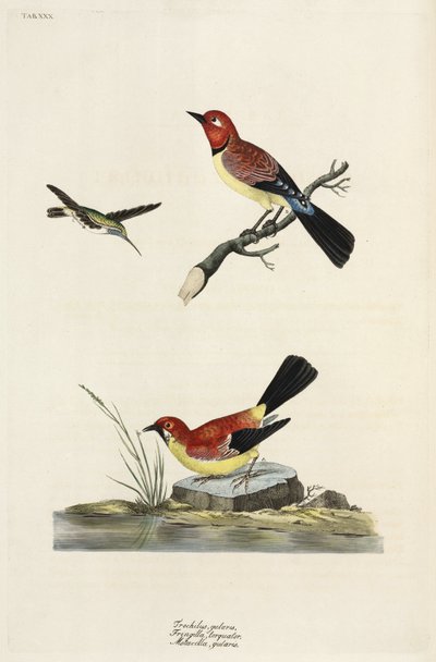 Colibrí, pinzón y lavandera de Unbekannter Künstler