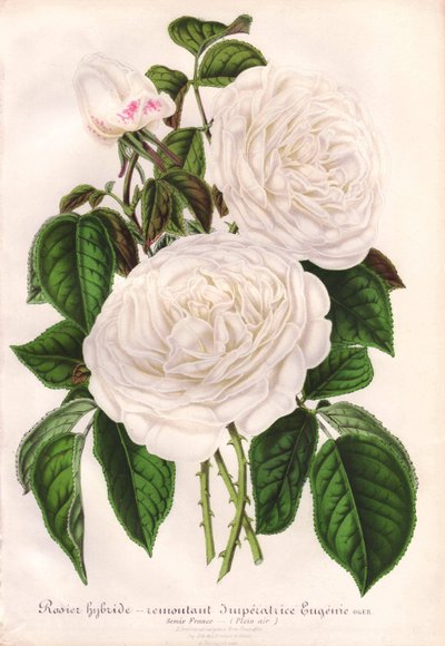 Rosa blanca híbrida, Imperatrice Eugenie, Emperatriz Eugenia. Cromolitografía dibujada y litografiada por L. Stroobant para "L