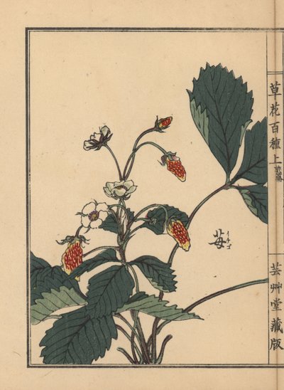 Ichigo o fresa, Fragaria ananassa. Grabado en madera coloreado a mano por Kono Bairei de Kusa Bana Hyakushu (Cien variedades de flores), Tokio, Yamada. de Unbekannter Künstler