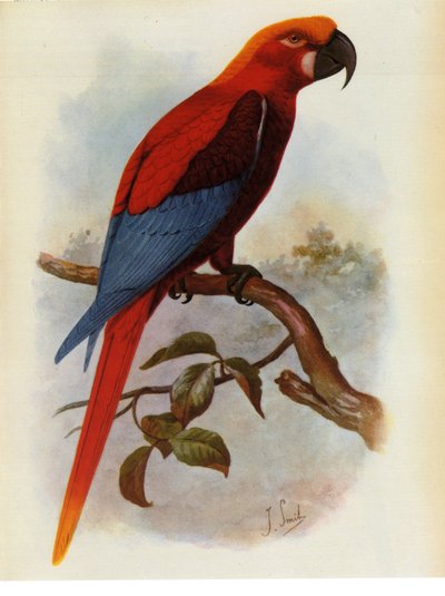 Ilustración de Ara grossei, loro jamaicano de Unbekannt