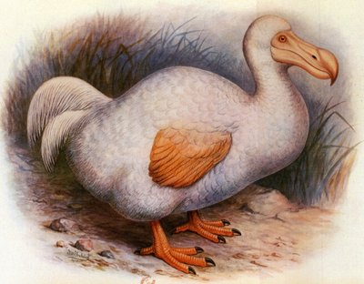 Ilustración/Didus solitarius/Dodo blanco de la Reunión/Solitario de Unbekannt