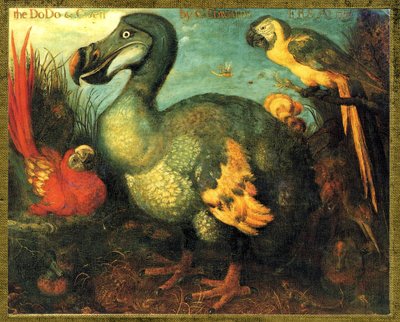 Ilustración/Raphus cucullatus/Dodo de Mauricio/Dronte de Unbekannt