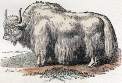 Ilustración para "Alfabeto Buffon" de Unbekannter Künstler