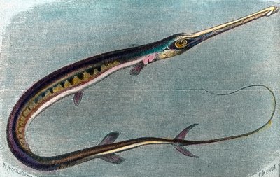 Ilustración de un pez espada (Xiphias gladius) de Unbekannter Künstler