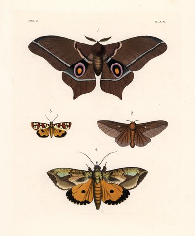 Imbrasia epimethea (Saturnia epimethea) 1, polilla rosada del roble, Anisota virginiensis (Dryocampa virginiensis) 2, Crameria aegocera (Aegocera amabilis) 3, y Eudocima materna (Triphaena materna) 4. Litografía coloreada a mano de la nueva obra de John O. de Unbekannter Künstler
