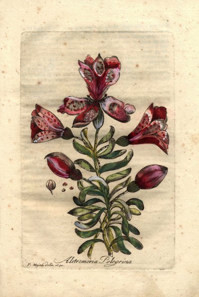 Lirio inca (Alstromeria pelegrina), nativa de Perú y Chile. Descripción de las flores, las hojas, el tallo y las semillas. Eau forte en couleurs, dibujo de P.Maioli (o Majoli), grabado de Giuseppe Bianchi, publicado en 1786, en John Hill