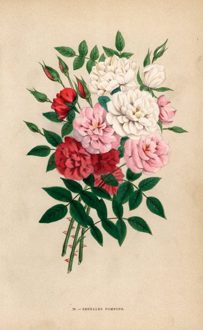 Rosas botón de la India, pompones de Bengala, híbridos de Rosa chinensis. Cromolitografía dibujada y litografiada al natural por F. Grobon a partir de "Les Roses" de Hippolyte Jamain y Eugene Forney, París, J. Rothschild. de Unbekannter Künstler