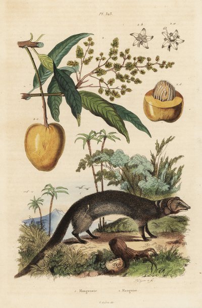 Mangosta gris india, Herpestes edwardsi 1 y mango, Mangifera indica 2 de Unbekannt