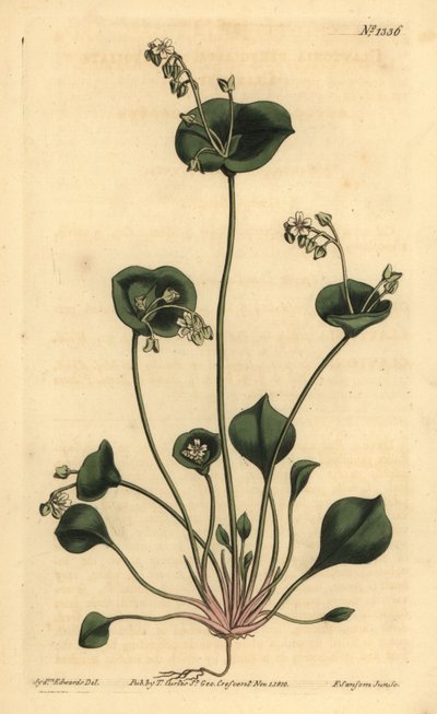 Lechuga india, Claytonia perfoliada de Unbekannt