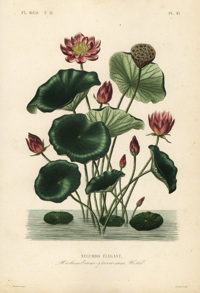 Loto indio, Nelumbo nucifera, Nelumbium speciosum de Unbekannt