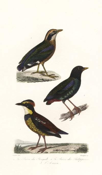 La pitta india, la pitta encapuchada y la pitta anillada de Java. de Unbekannter Künstler