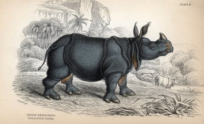 Rinoceronte indio (Rhinoceros unicornis o indicus), especie en peligro de extinción. Grabado al cobre de William Lizars, basado en un dibujo de James Stewart, publicado en la Naturalist Library: mammals, pachyderms and quadrupedes with fine skin, editada p de Unbekannter Künstler
