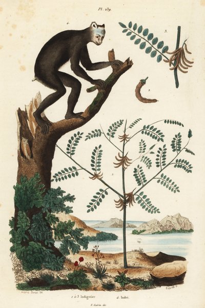 Planta de índigo, Indigofera atropurpurea, y lémur indri o babakoto, Indri indri, críticamente en peligro de Unbekannt