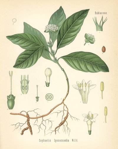 Ipecacuanha, Carapichea ipecacuanha (Cephaelis ipecacuanha). Cromolitografía según una ilustración botánica de Hermann Adolph Koehler