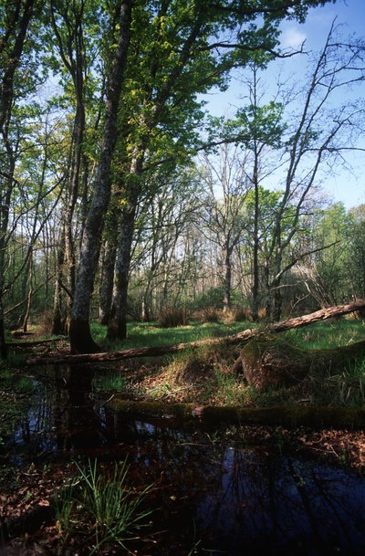 Italia, Región del Lacio, Parque Nacional Circeo, estanque en la Reserva de la Biosfera de William Jennys