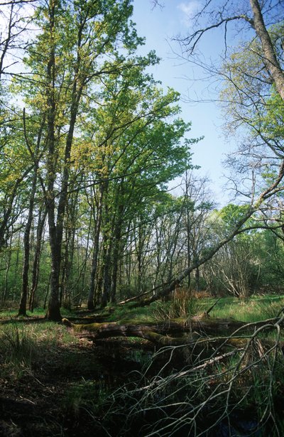 Italia, Región del Lacio, Parque Nacional del Circeo, estanque en la Reserva de la Biosfera de William M. Timlin