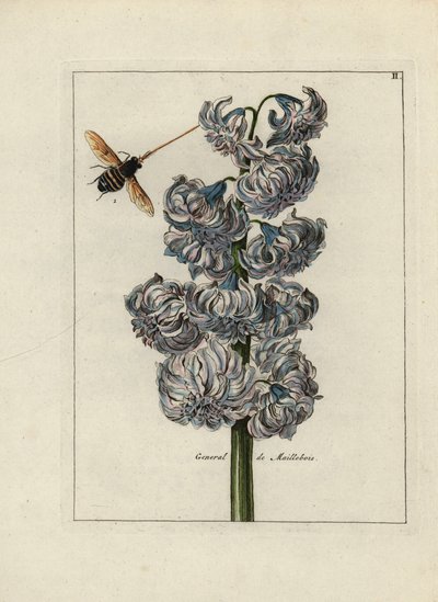 Jacinto (o jacinto), variete general de Maillebois, con una abeja - Litografía atribuida a Paul Theodor van Brussel (1754-1795), autor de la portada bouquet, o A.Bres., influenciado por Nicolas Robert (1614-1685), publicada en "Nederlandsch Bloemwerk" (Dut de Unbekannter Künstler