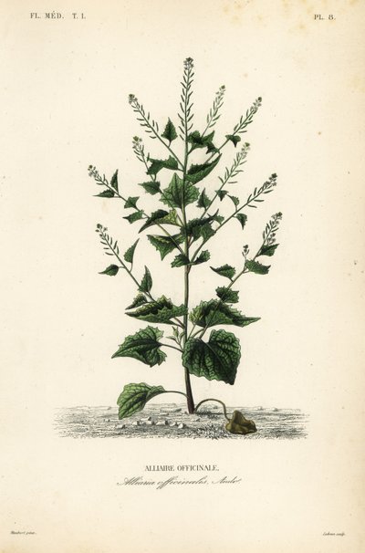 Ajo de oso o mostaza de ajo, Alliaria petiolata, Alliaria officinalis, Alliaire officinale de Unbekannt