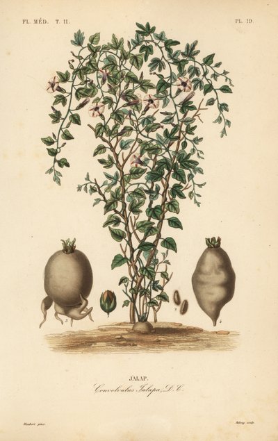 Jalapa, Ipomoea jalapa, Convolvulus jalapa de Unbekannt