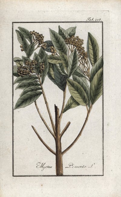 Pimienta de Jamaica o cuatro especias o pimienta giroflee (Pimenta dioica). Litografía de "Afbeelding der Artseny-Gewassen" de Johannes Zorn (1739-1799), Países Bajos. de Unbekannter Künstler