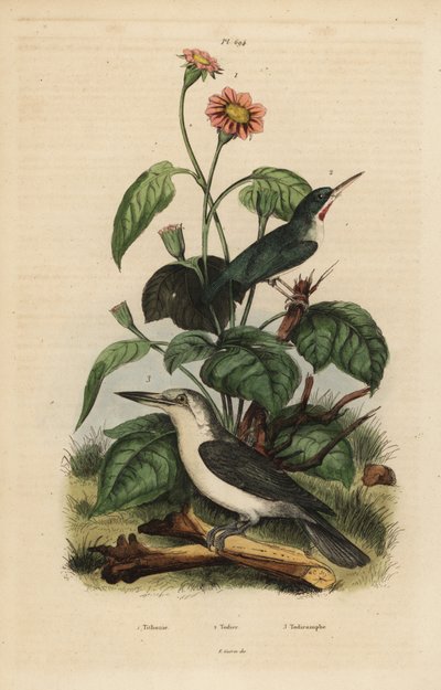 Todi jamaicano, Todus todus, martín pescador de Mariana, Todiramphus albicilla, y girasol, Tithonia tagetiflora de Unbekannt
