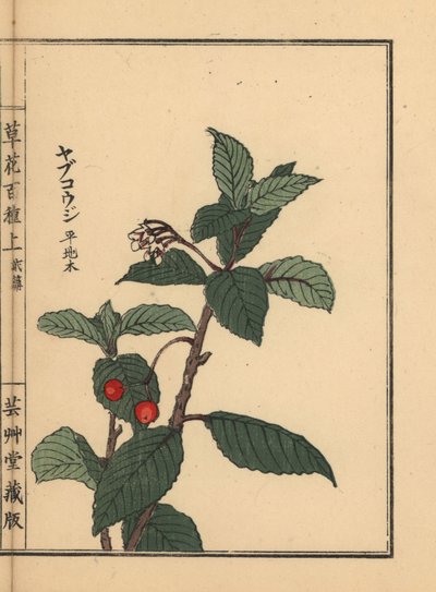 Ardisia japonesa o mora de Chirimen, Ardisia japonica. Grabado en madera coloreado a mano por Kono Bairei de Kusa Bana Hyakushu (Cien variedades de flores), Tokio, Yamada. de Unbekannter Künstler
