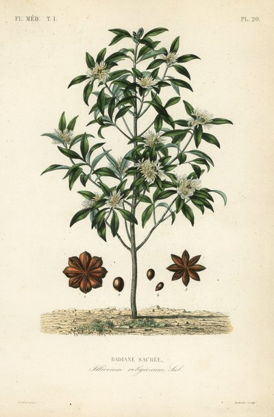 Anís estrellado japonés, árbol de anís o anís sagrado, Illicium anisatum de Unbekannt