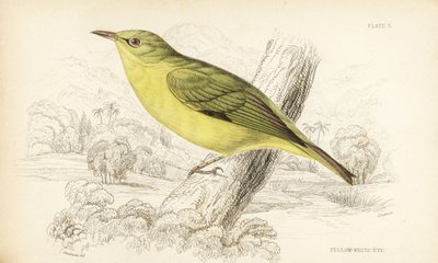 Ojo blanco de Java, Zosterops flavus (Ojo blanco amarillo, Zosterops flava). Grabado en acero coloreado a mano por William Lizars según William Swainson de la Naturalist