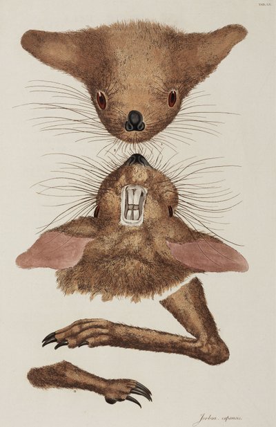 Jerboa de Unbekannter Künstler