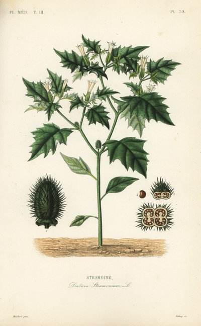 Estramonio, Datura stramonium de Unbekannt