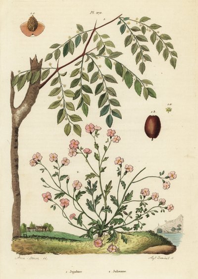 Azufaifo o dátil chino, Ziziphus jujuba 1, y alhelí de Virginia, Malcolmia maritima 2 de Unbekannt