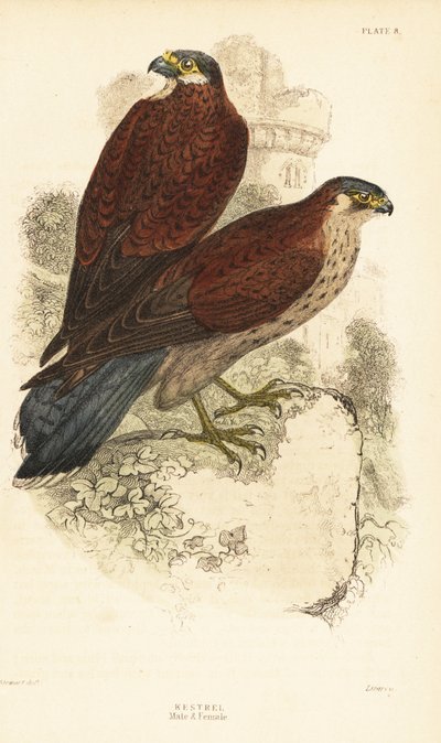 Cernícalo, macho y hembra, Falco tinnunculus, delante de una ruina1889 (grabado) de Unbekannter Künstler
