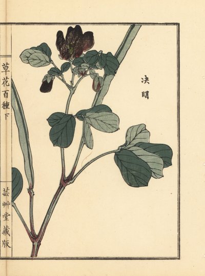 Ketsumei, sen chino, Senna obtusifolia. Grabado en madera coloreado a mano por Kono Bairei de Kusa Bana Hyakushu (Cien variedades de flores), Tokio, Yamada. de Unbekannter Künstler