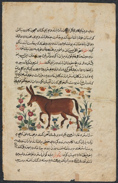 Khar (Asno), de un Nuzhat-nama-yi ala