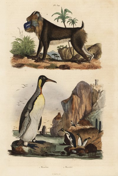 Pingüino rey, Aptenodytes patagonicus, y mandril, Mandrillus sphinx, vulnerable de Unbekannt