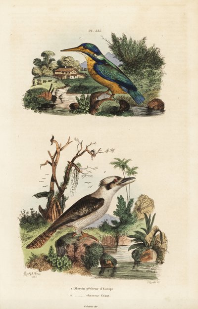 Martín pescador, Alcedo atthis, y kookaburra risueña, Dacelo novaeguineae de Unbekannt