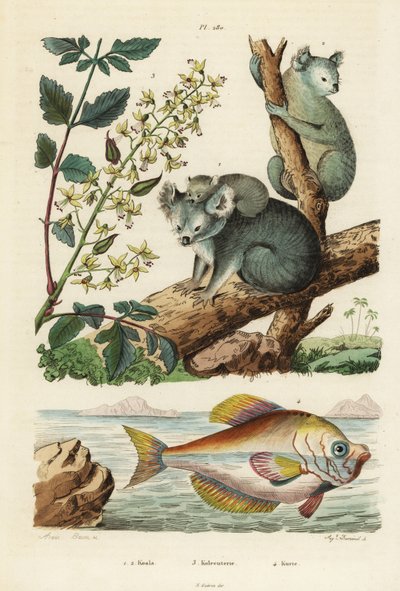 Koala, Phascolarctos cinereus 1,2, árbol de barniz, Koelreuteria paniculata 3, y cabeza de joroba india, Kurtus indicus 4 de Unbekannt