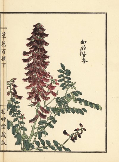 Kouka o kujin, Sophora flavescens. Raíz utilizada en la medicina china como ku shen. Grabado en madera coloreado a mano por Kono Bairei de Kusa Bana Hyakushu (Cien variedades de flores), Tokio, Yamada. de Unbekannter Künstler