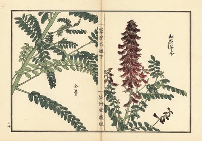 Kouka o kujin, Sophora flavescens. Raíz utilizada en la medicina china como ku shen. Grabado en madera coloreado a mano por Kono Bairei de Kusa Bana Hyakushu (Cien variedades de flores), Tokio, Yamada. de Unbekannter Künstler
