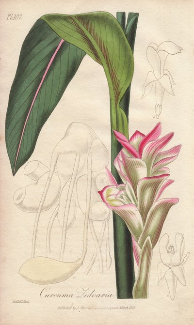 La Zedoaire (Curcuma zedoaria) - Agua fuerte de William Clarke para ilustrar "Medical Botanical, Description of the Medicinal Plants of London, Edinburgh and Dublin" de John Stephenson y James Morss Churchill, publicado en Londres por John Churchill en de Unbekannter Künstler