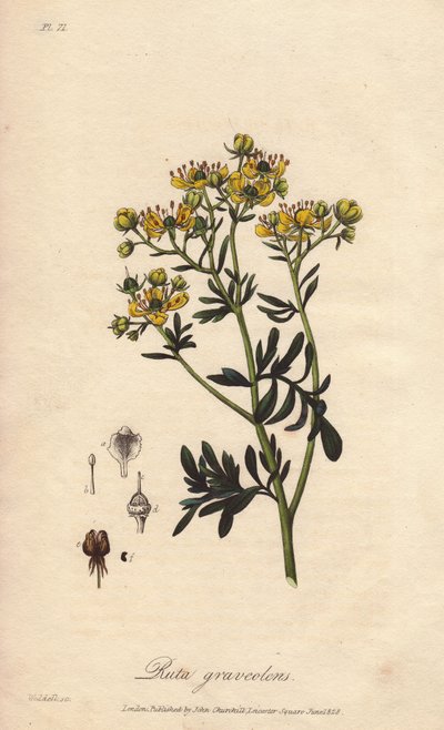 La rue des jardin ou rue fetide (Ruta graveolens) - Agua forte de William Clarke para ilustrar "Botanique medicale, description des plantes medicinales de London, Edinburgh et Dublin" de John Stephenson y James Morss Churchill, publicado en Londres por de Unbekannter Künstler