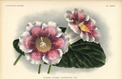 Híbrido de gloxinia de flor grande cultivado por Ferd. Kegeljan, Gloxinia hybrida grandiflora. Cromolitografía de Pieter de Pannemaeker a partir de una ilustración de A. Goossens de l