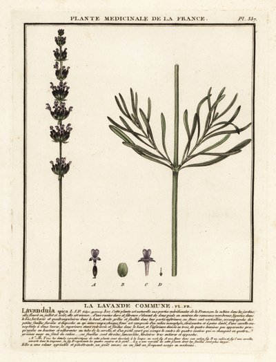 Lavanda, Lavandula angustifolia. de Unbekannter Künstler