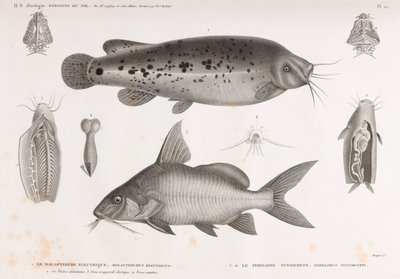 Le Malapterure Electrique & Le Pimelode Synodonte de Unbekannt