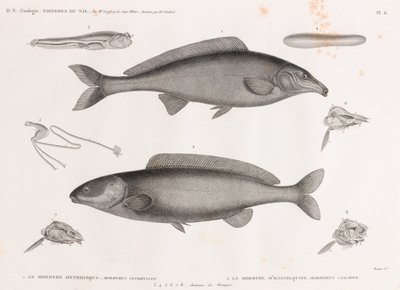 Le Mormyre Oxyrhynque y Le Mormyre D
