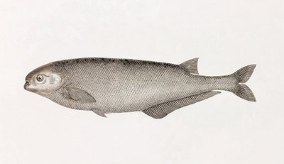 Le Mormyre de Behbeyt de Unbekannt